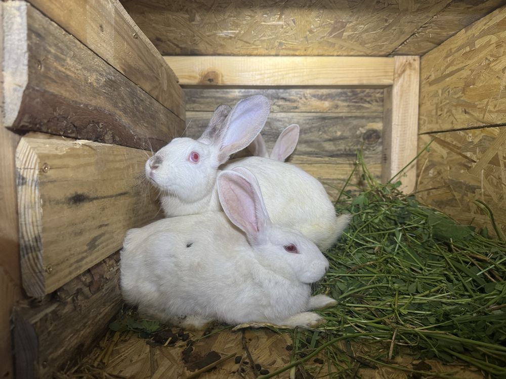 Kórliki mieszańce samce i samice