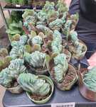 Кактусы,миртилокактус,trichocereus,Крассула