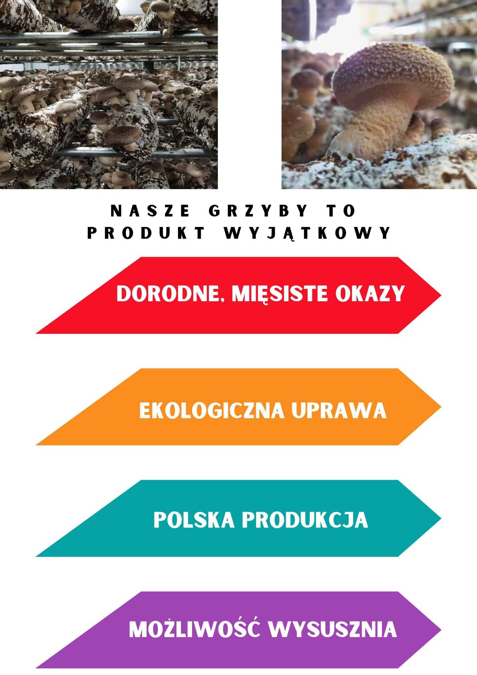 Grzybnia shiitake baloty BIO polski dostawca uprawa własna box 12 szt