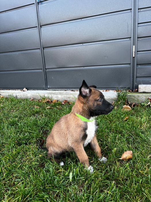 Szczeniaki owczarek belgijski