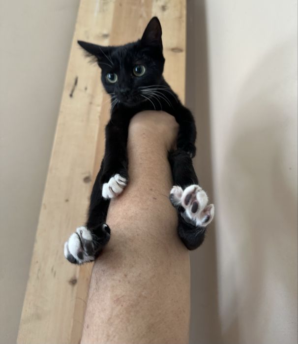 Кошенятка шукають найкращий дім