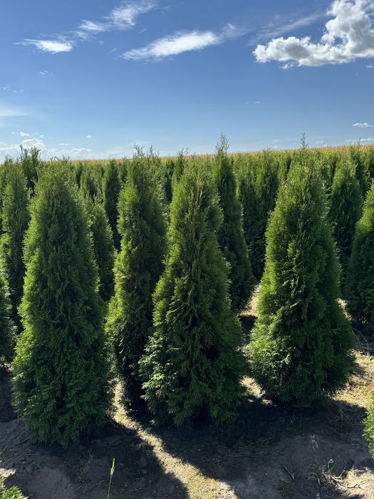 Gęsta Tuja Szmaragd 160-170cm Dostawa Sadzenie Producent