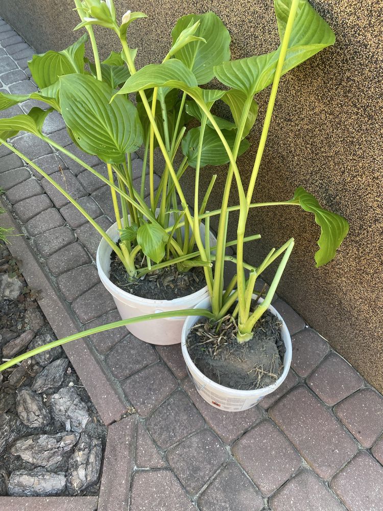 Funkja hosta 2 odmiany