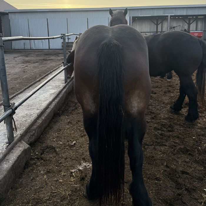 Klacz zimnokrwista w typie sztumskim, sztum