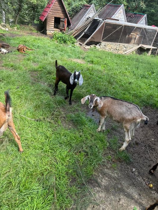 Продам породисті кози 100$ та 250$ звернутися +380983896727 Богдана