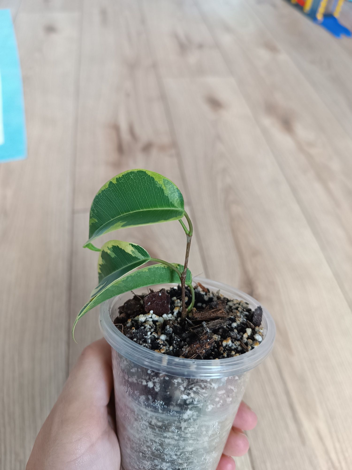 Fikus Benjamina Vortex
