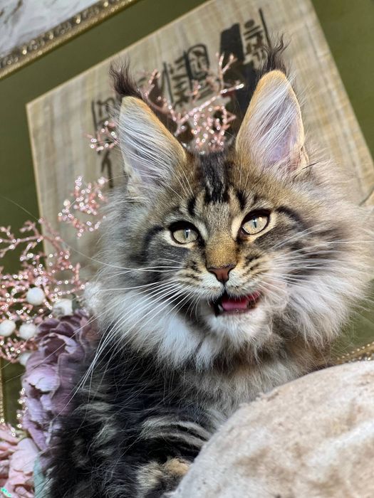 Мейн Кун хлопчик 3 місяці