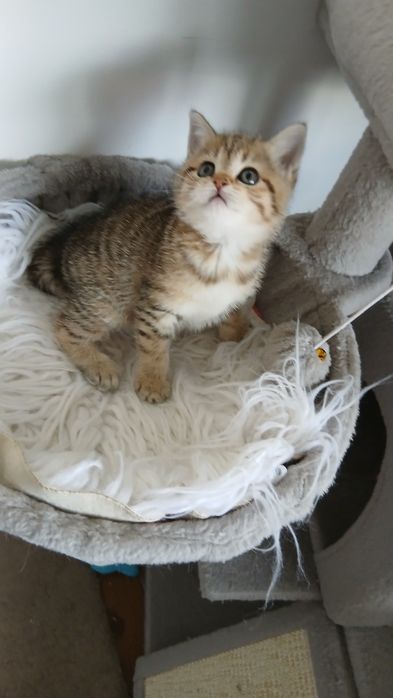 Fêmea Scottish Straight. Tabby.