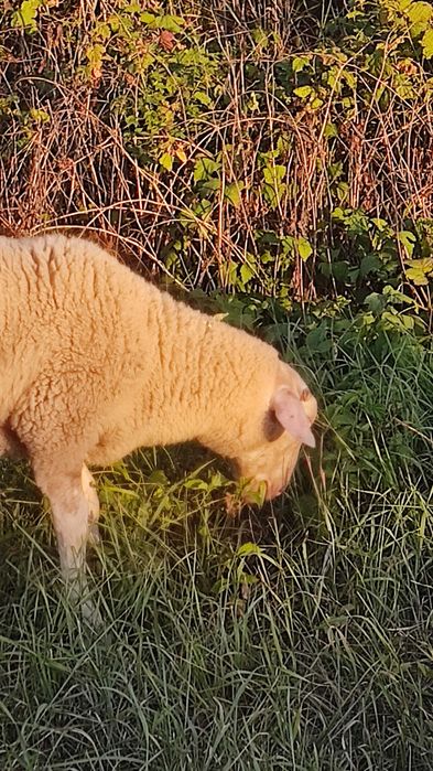 Продам ягнят молочной породы