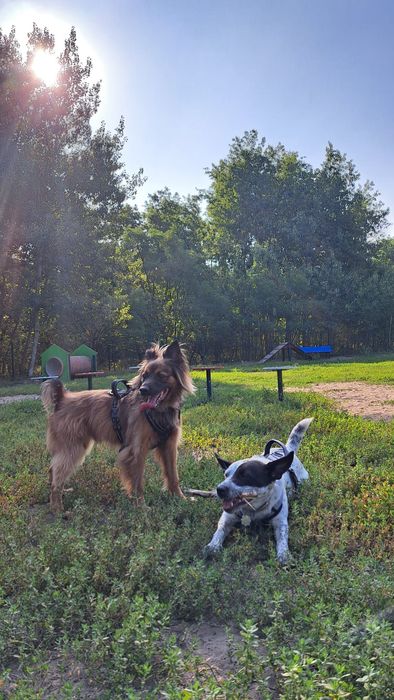 Opieka nad psem/kotem, petsitter, Warszawa, Bielany