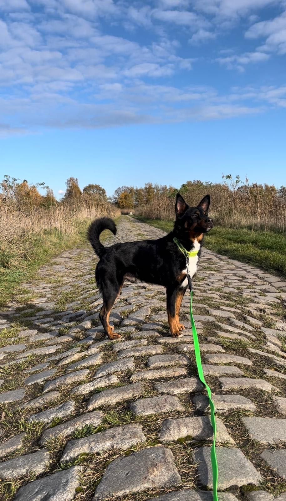 Sympatyczny, kochany Kapi do adopcji!