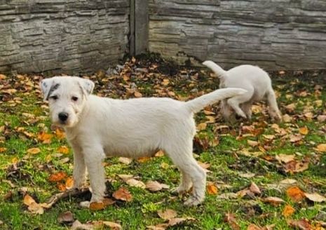 Parson Russell Terrier - piesek Sayuk