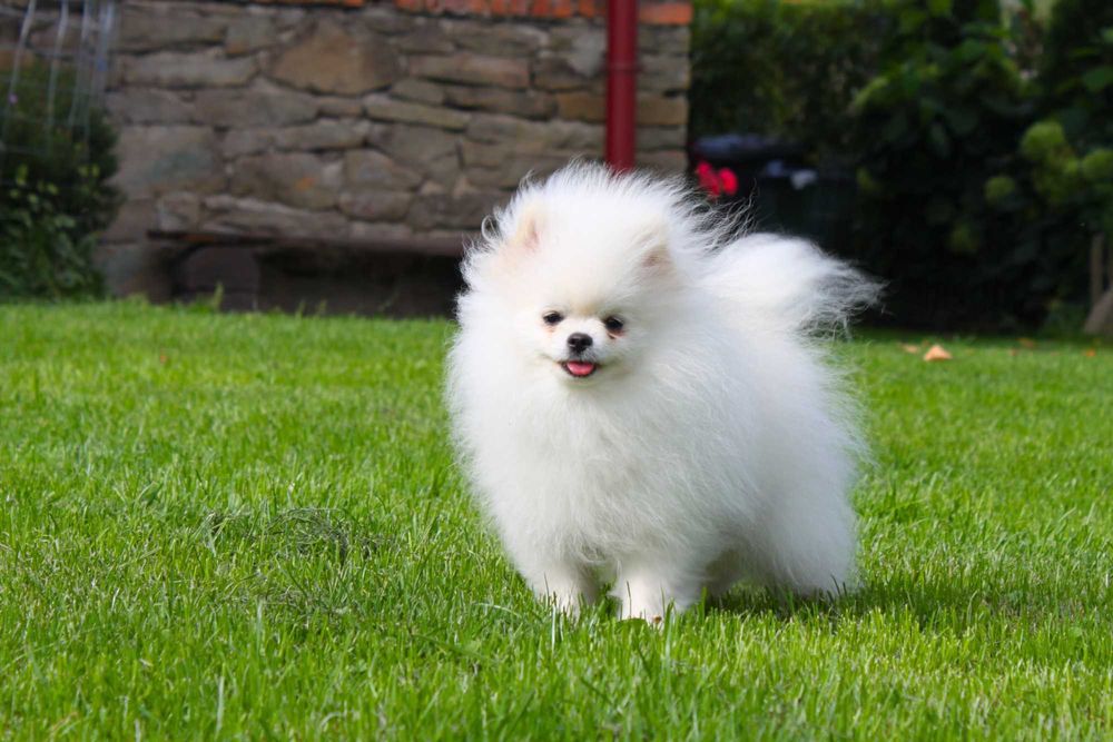 Szpic Miniaturowy Pomeranian Suczka ZkwP/FCI w typie Misia