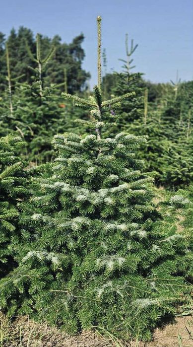 jodła kaukaska goły korzeń 1.00-1.50 swierki choinki