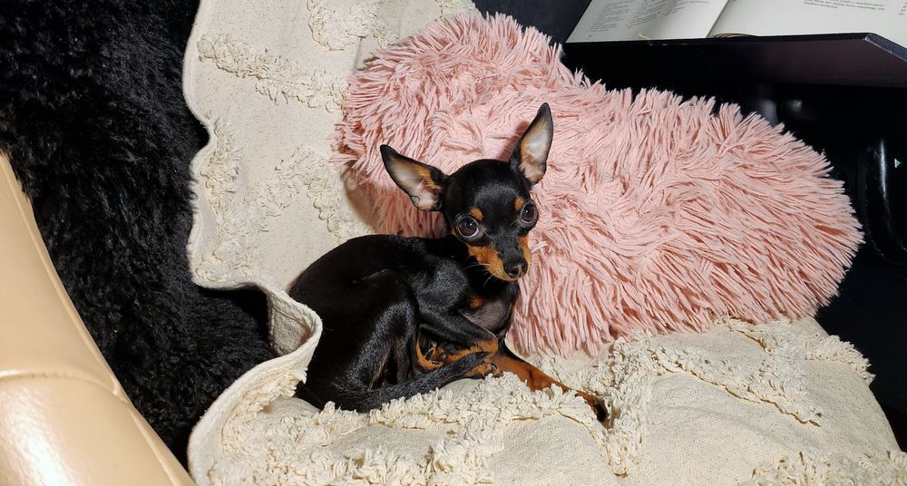 Praski Ratler * Prazsky Krysarik * Ratlerek (nie pinczer miniaturowy)