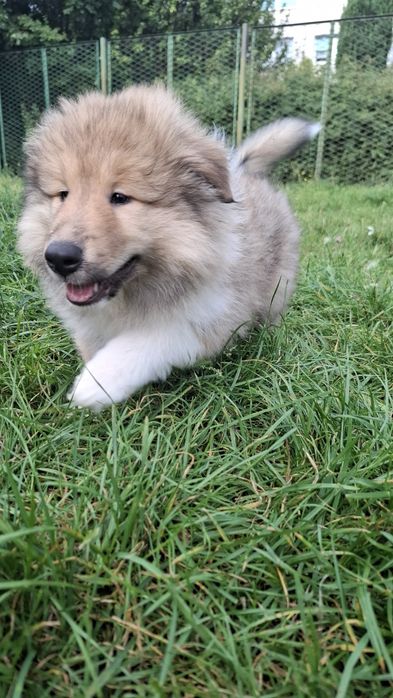 Owczarek Szkocki Długowłosy Collie rough FCI  gotowy do odbioru