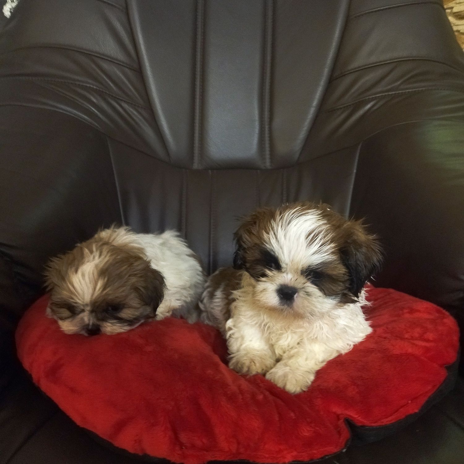 Shih tzu szczeniak