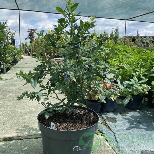 Прдаються Кущі лохини  6-7 років