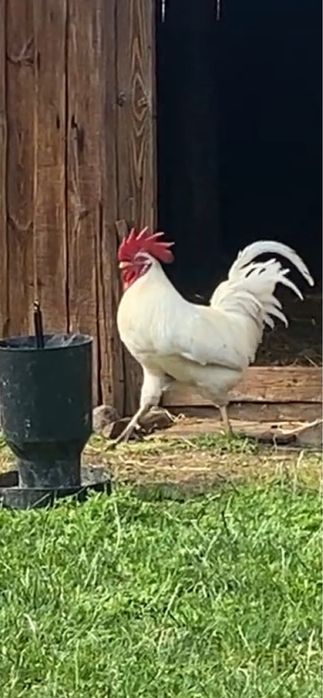 Sprzedam koguta bialego