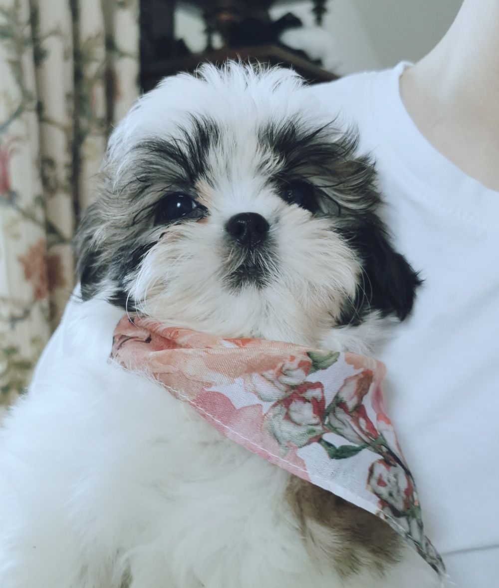 Shih tzu z domowej hodowli