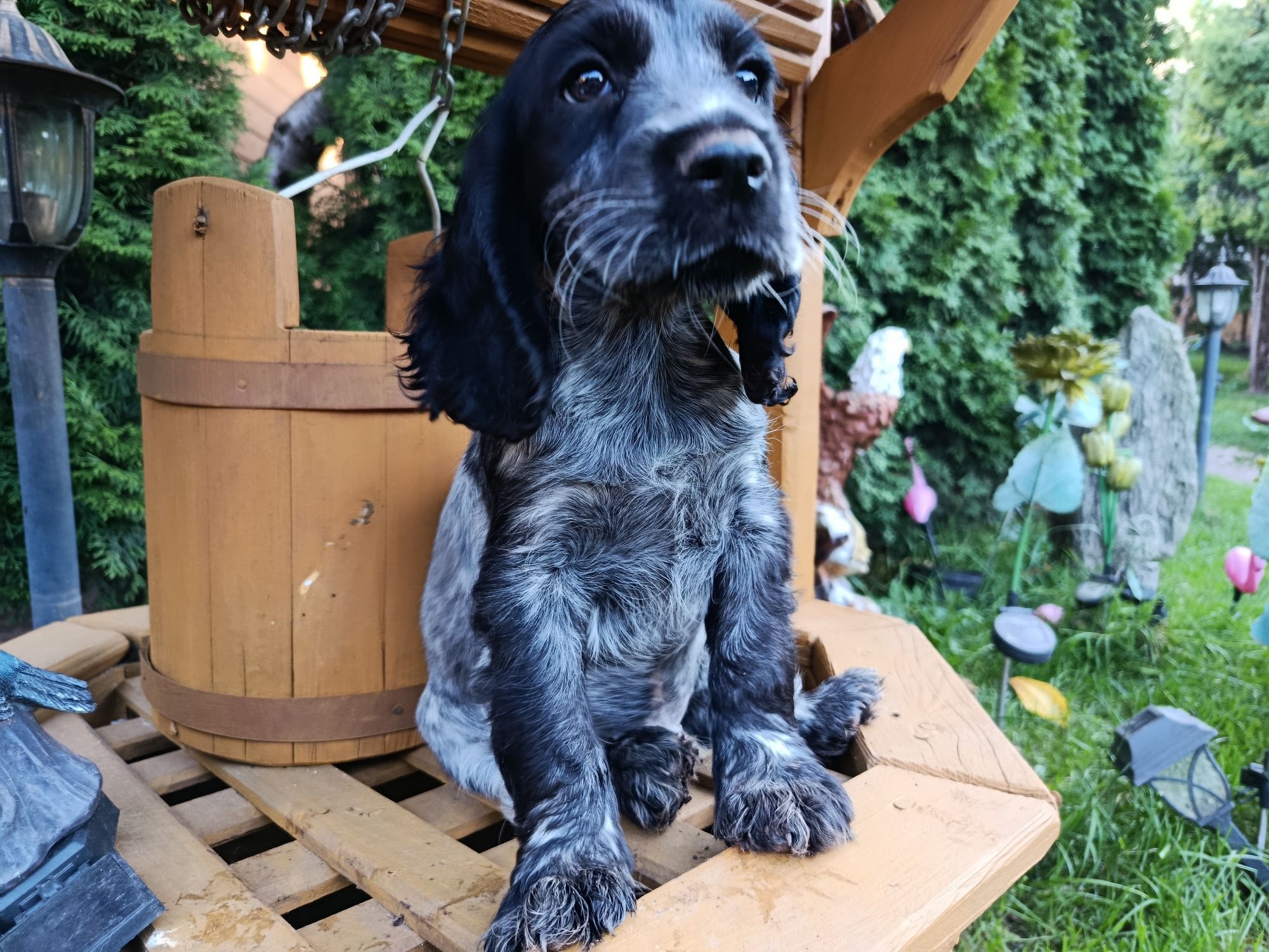 Cocker Spaniel angielski Piesek Rodowód