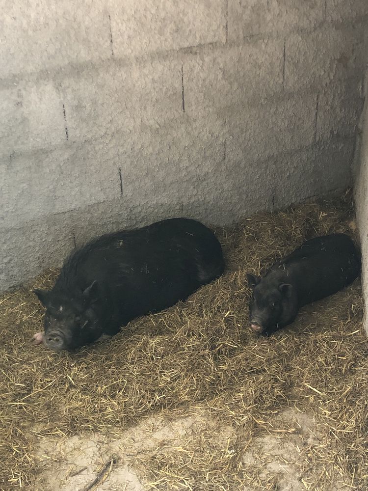 Vendo duaa porcas vietnamitas