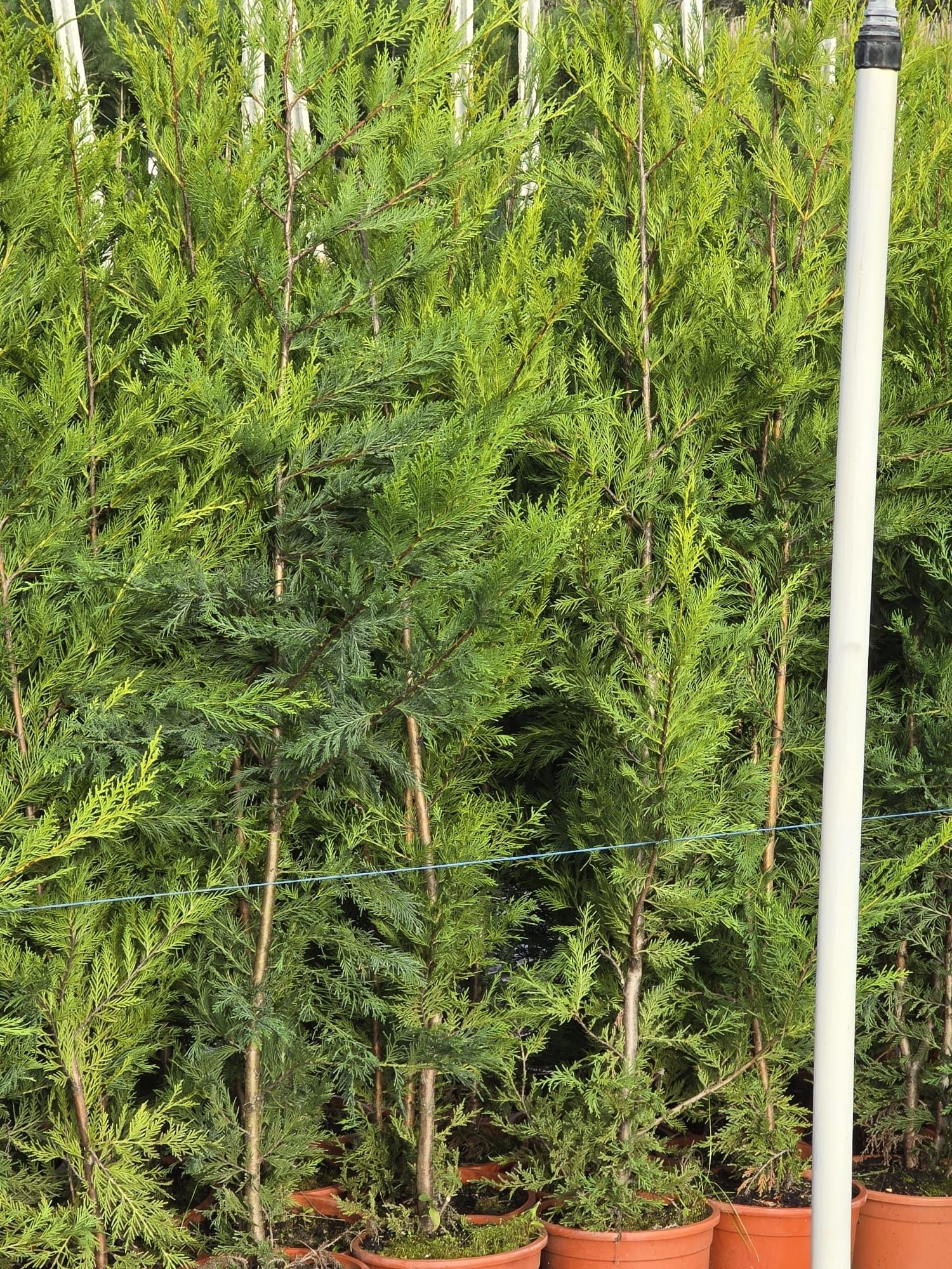 Cupressus leylandes de crescimento rápido
