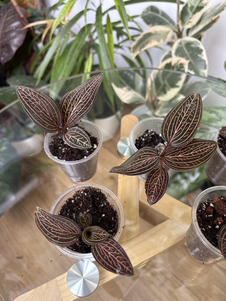 Саргоглотіс Sarcoglottis Sceptrodes*Sib, Лудізія Альба, дісколор,