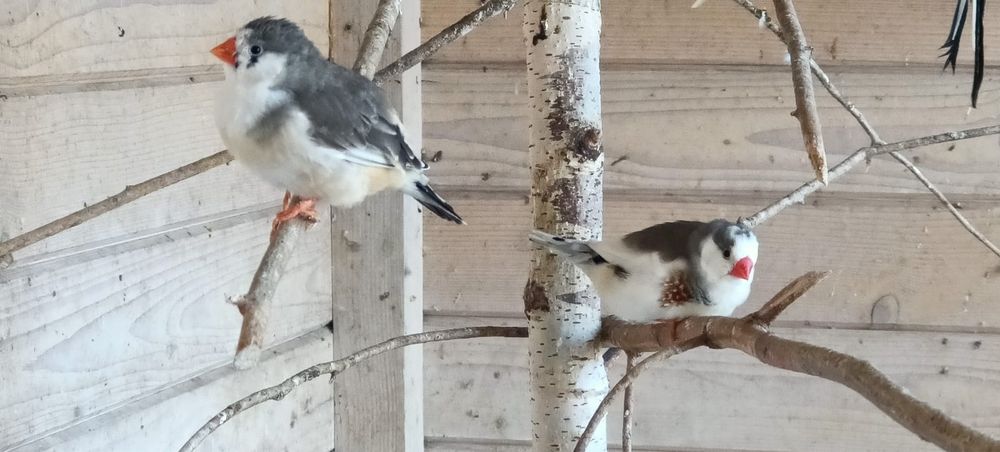 Zeberki, amadyna zebrowata