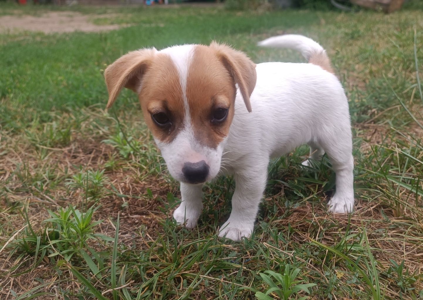 Jack Russell Terrier