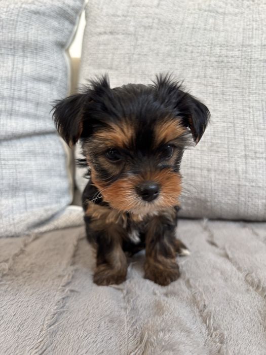 York terrier sunia, rodowód