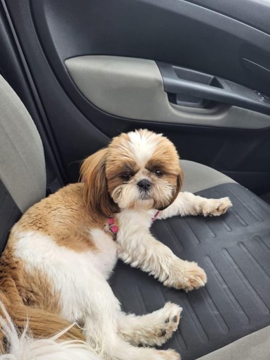 Sunia shih tzu wyprawka. Chip. Rodowód zapraszam