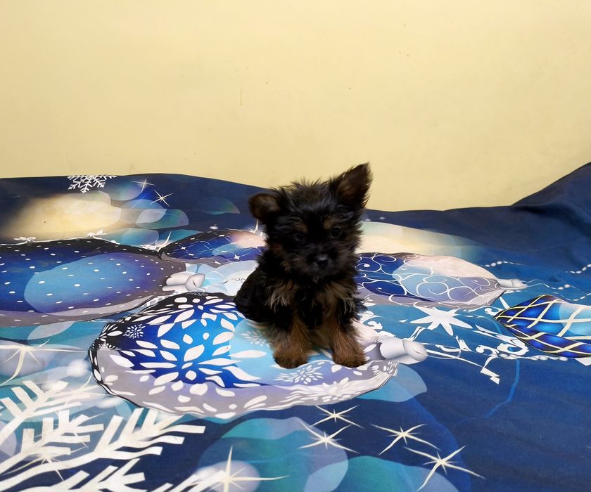 Yorkshire terrier miniaturka