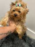 Ocean pearl yorkshire terrier  suczka york biewer