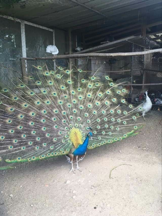 Frangos/ Galinhas *entre outras aves*