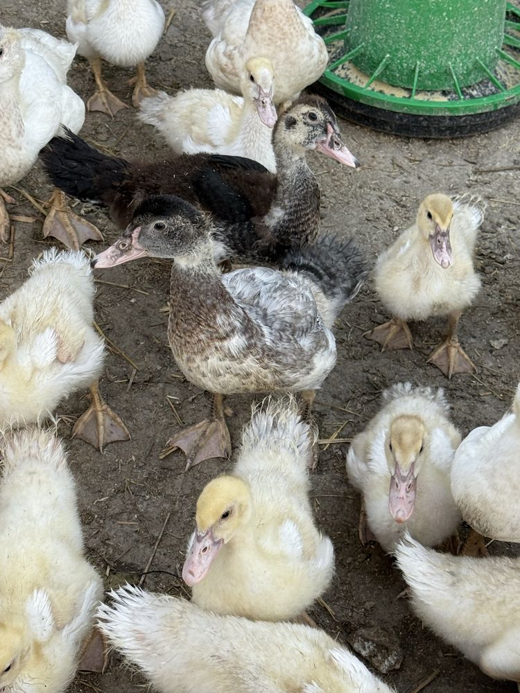 Patos para criar