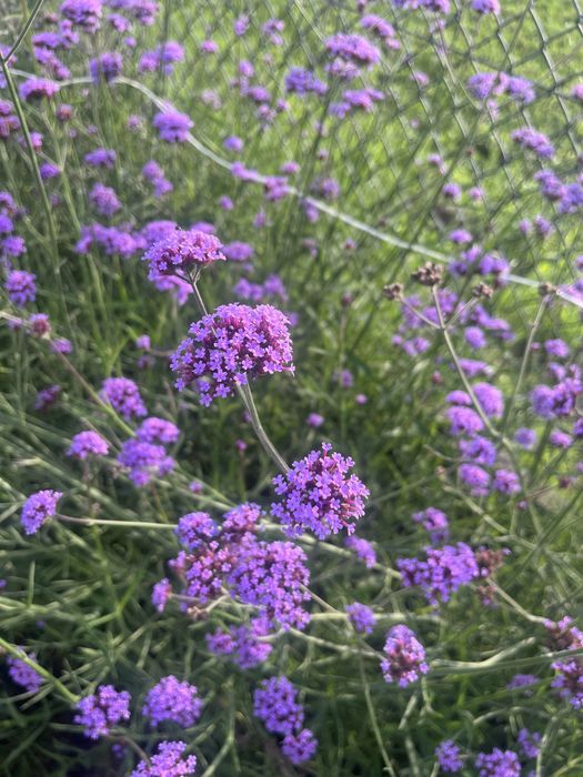 Werbena patagońska 115cm