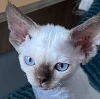 Devon Rex niebieskooki kocurek FPL