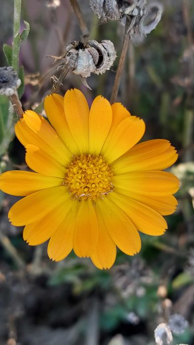 Календула нагідки квіти рослини