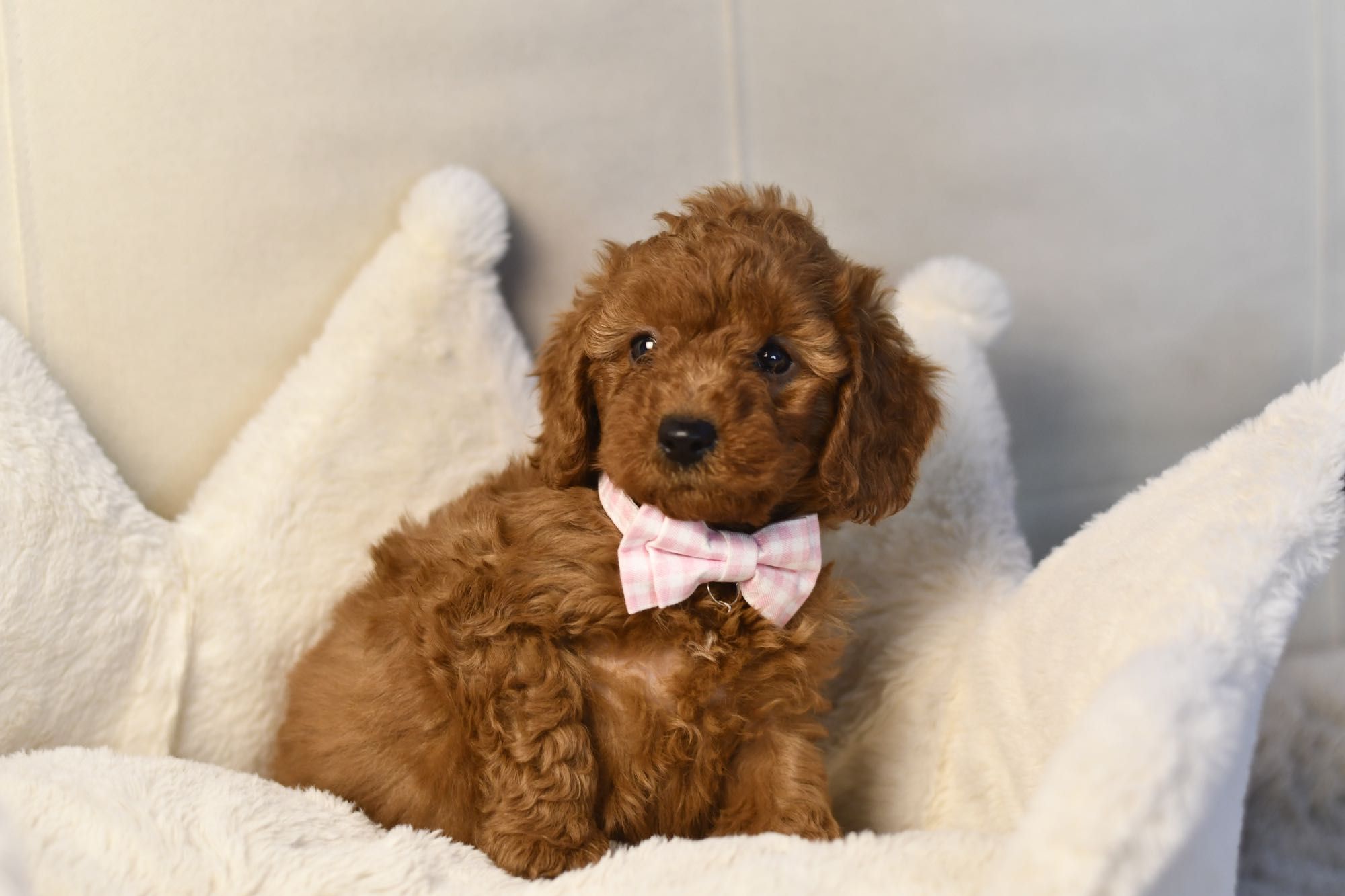 Cavapoo F1 RED BROWN wyjątkowa dziewczynka gotowa do odbioru