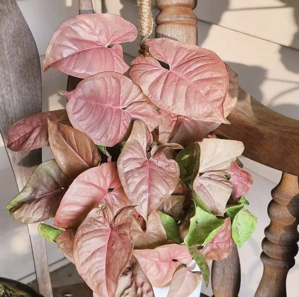 Plantas de interior _ Syngonium / Pilea Peperomioides