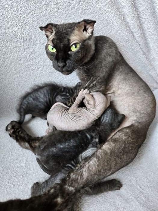 Кошенята сфінкс браш донський український левкой