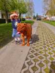 Sprzedam psa dog de bordeaux