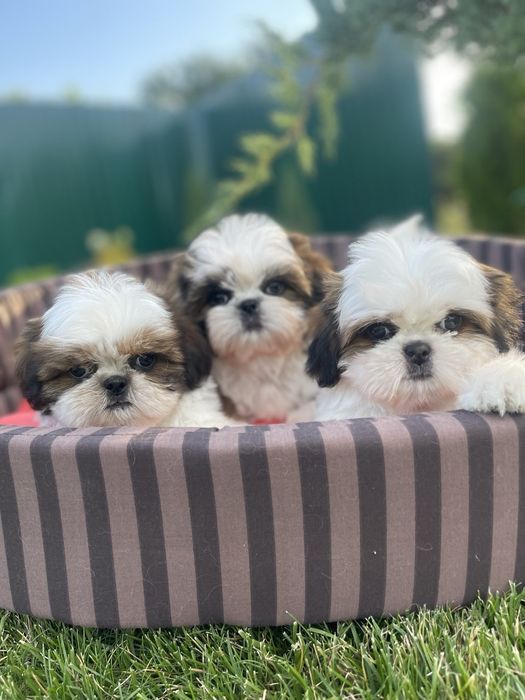 Чистокровные детки шит-цу