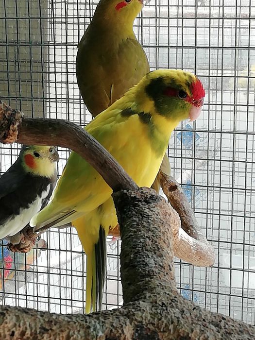 Kakarikis verdes, amarelos e azuis - criar à mão e independentes