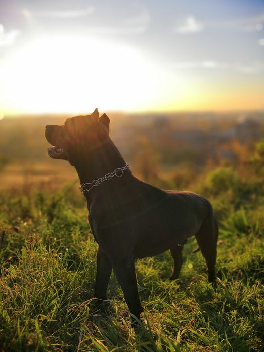Пітбуль в'язка. АПБТ. Американський пітбультерєр