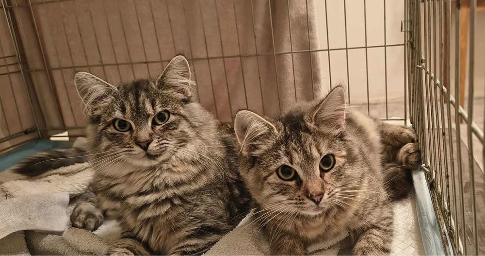 Greta i Alma - koteczki do adopcji