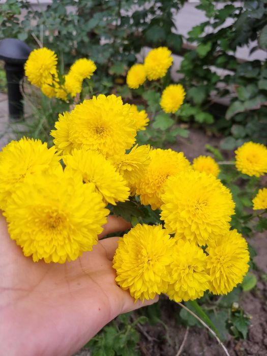 Набор хризантем саженцы