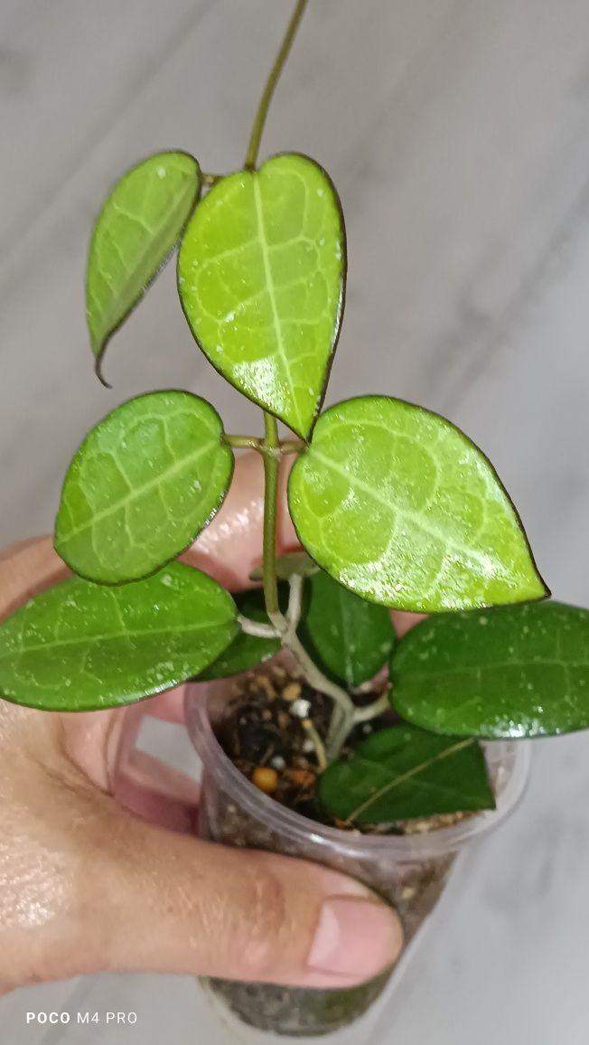Хойя Verticilata MA07 Black Margin.