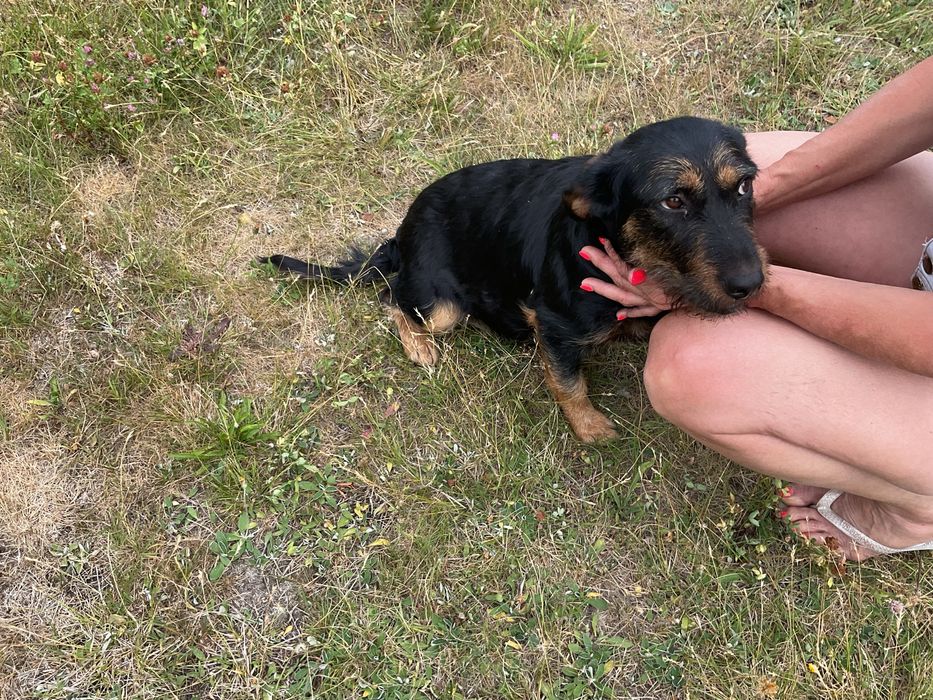 Meduza cudowna 1,5 roczna terierka czeka na dom